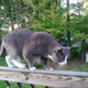 Illustration for article titled Did Zeolite kill Cruiser the cat?